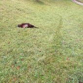 Möglicherweise Wolf im Montafon