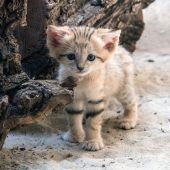 Kleine Sandkatze