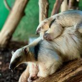 Kleiner Tamandua