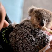 Koalas in Australien immer stärker bedroht