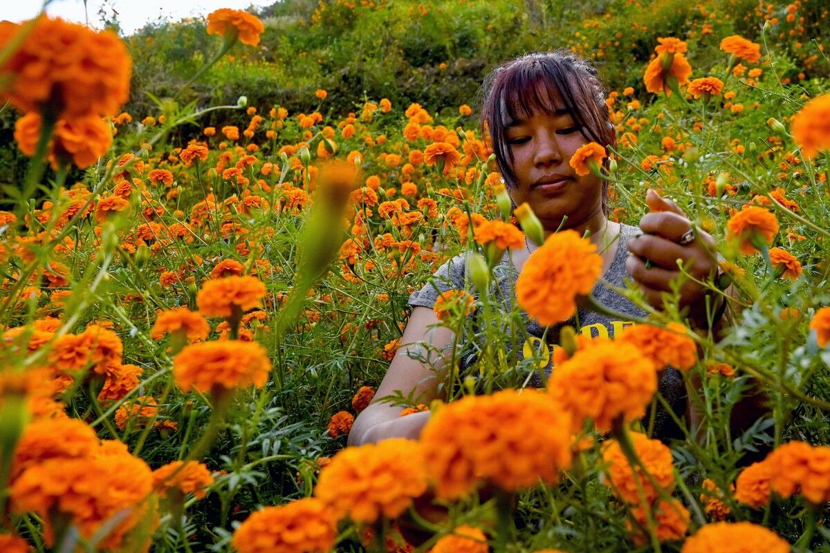 In Nepal werden vor dem Lichterfest Tihar Marigold-Blumen geerntet. AFP