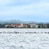 Bregenzer Bucht im Visier der Kormorane