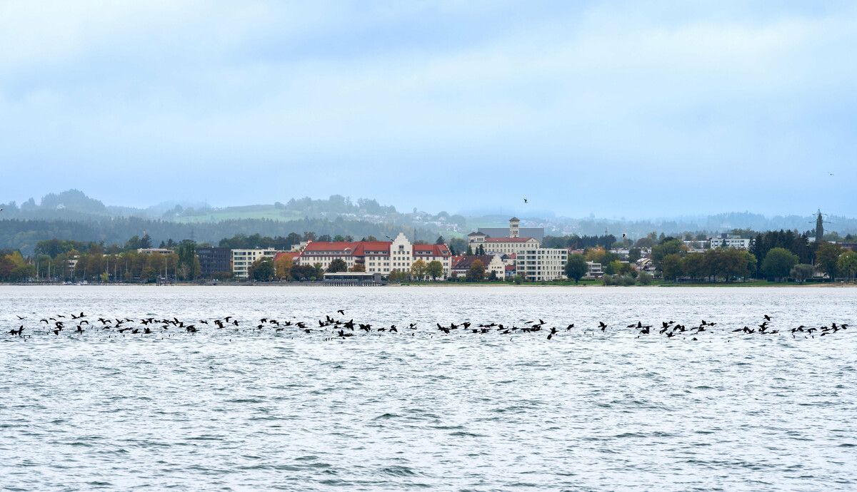 Kormorane vor Bregenz: Die Vögel können bis zu 30 Meter tief tauchen und bis zu 90 Sekunden unter Wasser bleiben. ⇒VN/Stiplovsek