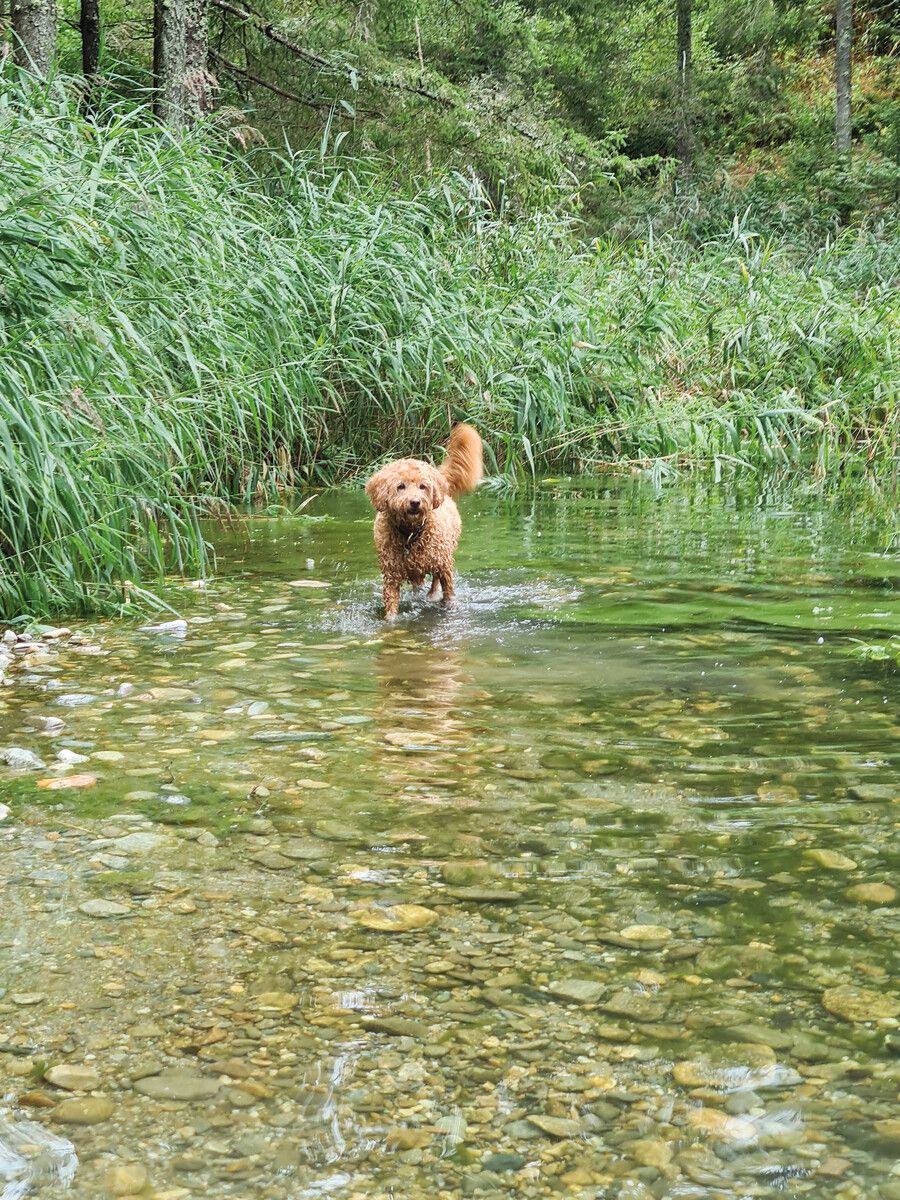 Mit Hundebadestrand, Waldteich und Hundeschwimmteich kommen wasserliebende Hunde im Moserhof auf ihre Kosten. Laurence Feider