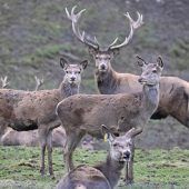 TBC beim Rotwild springt über die Ill