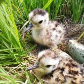 Besondere Fürsorge für die Wiesenbrüter