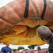Wettbewerb der Riesenkürbisse: 1121-Kilo-Gigant gewinnt