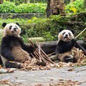 Neues Panda-Pärchen wird 2025 in Schönbrunn erwartet