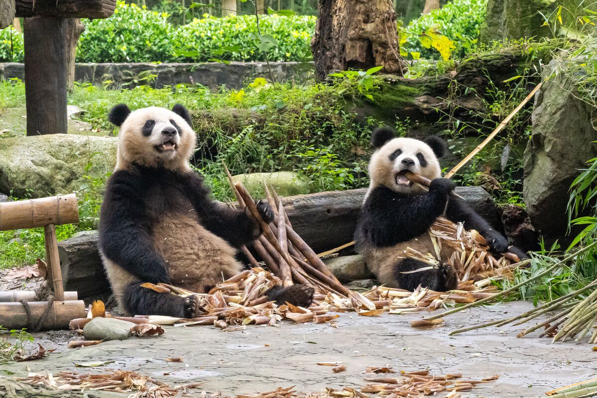 Yang Yang und Yuan Yuan bekommen bald Nachfolger in Schönbrunn. ⇒?apa