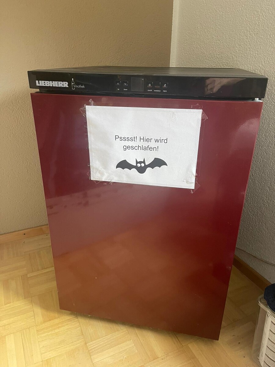 Zwergfledermaus Klara muss noch fleißig fressen, denn nur wenn sie schwer genug ist, kann sie für ihren Winterschlaf in den Weinkühlschrank einziehen.