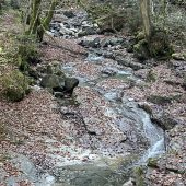 Fischereirecht am Mühltobelbach pachtbar