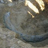 Riesiger Stoßzahn bei Bauarbeiten entdeckt