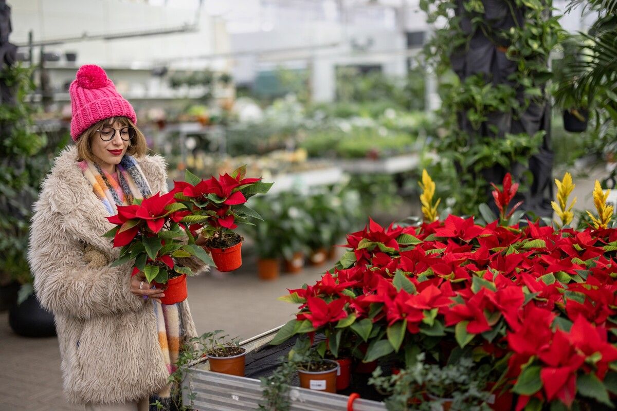 Der Weihnachtsstern eignet sich perfekt als festliche und ganz besondere Tischdekoration.⇒Foto: Shutterstock