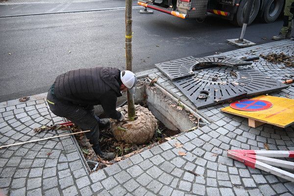 Die Bäume wurden in der Untersteinstraße, Wichnerstraße und am Sparkassenplatz gepflanzt.⇒