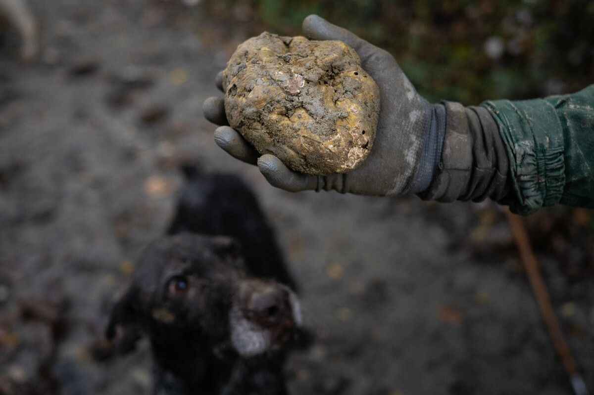 Ein Trüffelsucher zeigt einen großen weißen Trüffel, der in Barolo im Nordwesten Italiens gefunden wurde. AFP