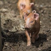 Ein Abschied auf Raten: Doppelmayr-Zoo bekommt noch eine Gnadenfrist. »A5