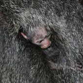 An Mama gekrallt