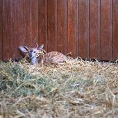 Kleiner Kudu-Bock