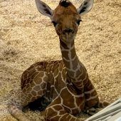 Sorge um Junggiraffe