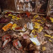 Grazerin wegen Tierquälerei in Ungarn per Haftbefehl gesucht