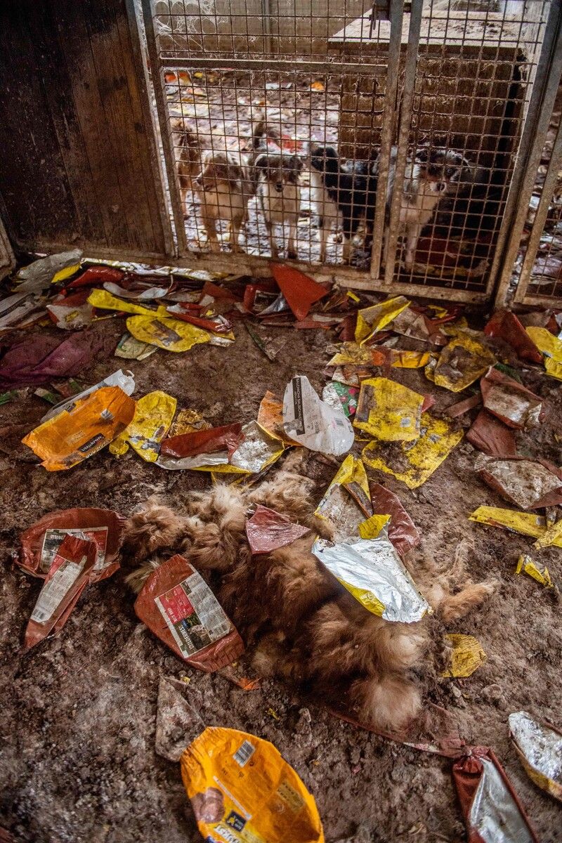 Grauenhafte Zustände entdeckten Tierschützer in den Tierzuchtstationen. ⇒afp