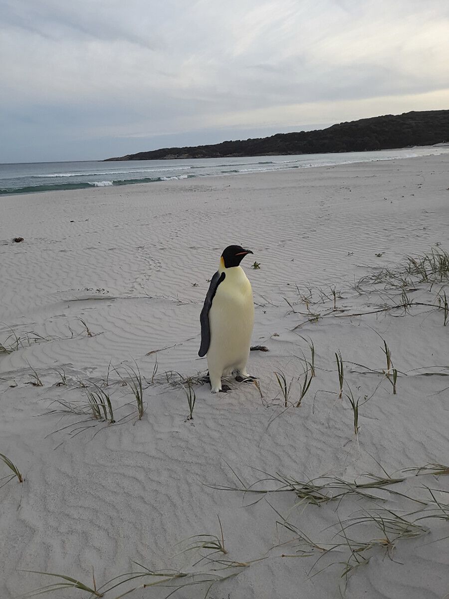 „Gus“ am Strand in Australien. Forscher vermuten, dass der Kaiserpinguin bei der Nahrungssuche einer Strömung folgte – geradewegs nach Australien.⇒ap