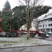 Bludenzer Fichte auf dem Weg nach Bregenz