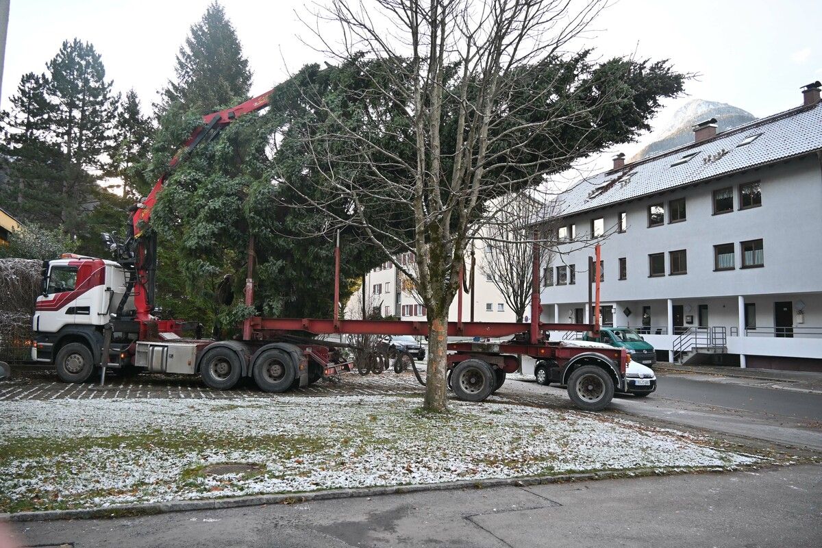Heuer wird eine Bludenzer Fichte zur zauberhaften Weihnachtsstimmung vor dem Landhaus in Bregenz beitragen. ⇒Stadt Bludenz