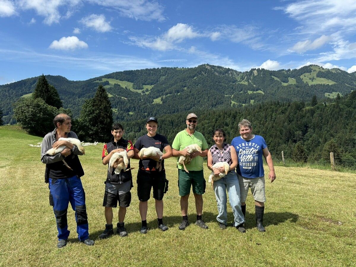 Im Alter von vier Wochen werden die Gänse vom Bio-Betrieb Bechter abgeholt, um sie dann auf dem Sunnahof in fürsorglicher Haltung aufzuziehen.