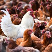 Vogelgrippe-Risiko in ganz Österreich