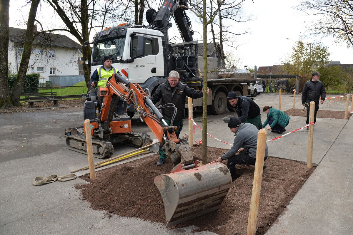 Mitarbeiter der Stadtgärtnerei beim Pflanzen eines Baums.⇒Stadt