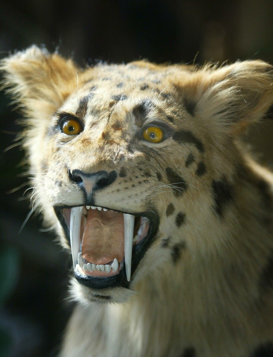 Modell eines Säbelzahntigers im Kunsthistorischen Museum.⇒symbolbild apa
