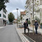 Bäume für die Marktstraße