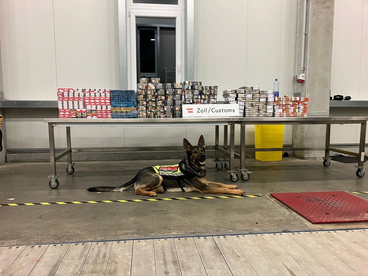 Polizeihund Rambo erschnüffelte die geschmuggelten Zigaretten und schlug Alarm. ⇒BMF/ZOLL