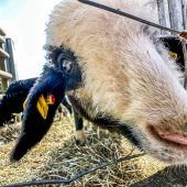 Gnadenfrist für Doppelmayr-Zoo