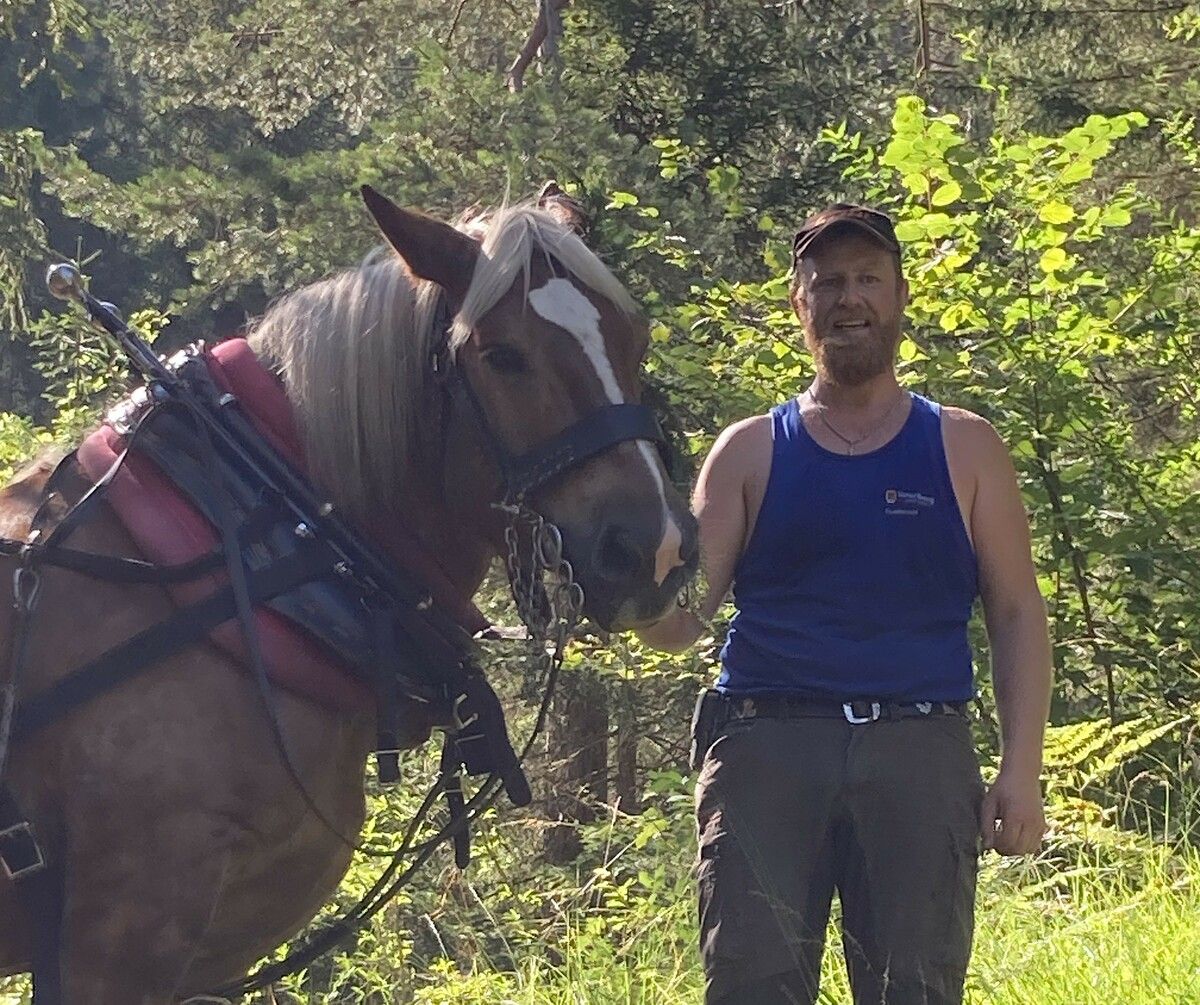 Stefan Nenning und sein Noriker Primus sind ein Team, das Tradition und Nachhaltigkeit beim Arbeiten im Wald vereint.⇒CTh