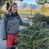 Christbäume im Topf aus Rankweil