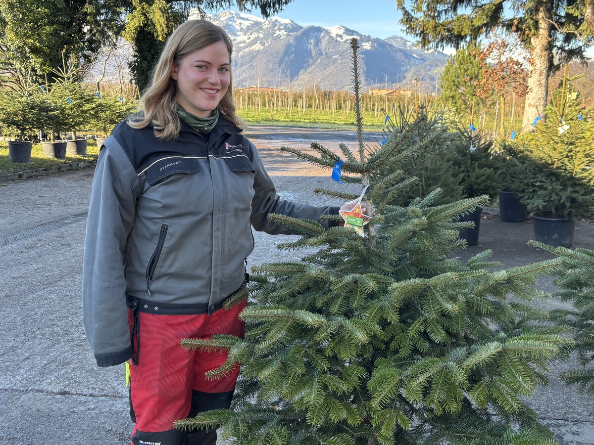 Bei der Pflege von Christbäumen im Topf gilt es einiges zu beachten – Jasmin Sieber kennt die besten Tipps und Tricks. ⇒VN/Grundner