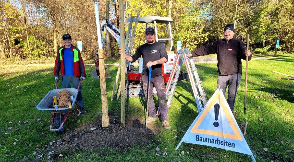Das Team von „Meurer Lucio Baumpflege“ aus Mäder war im Rahmen der umfassenden Baumpflanzaktion in den letzten Wochen am Lochauer Bodenseeufer tatkräftig an der Arbeit.