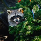 Tierische Weihnacht in Hellabrunn