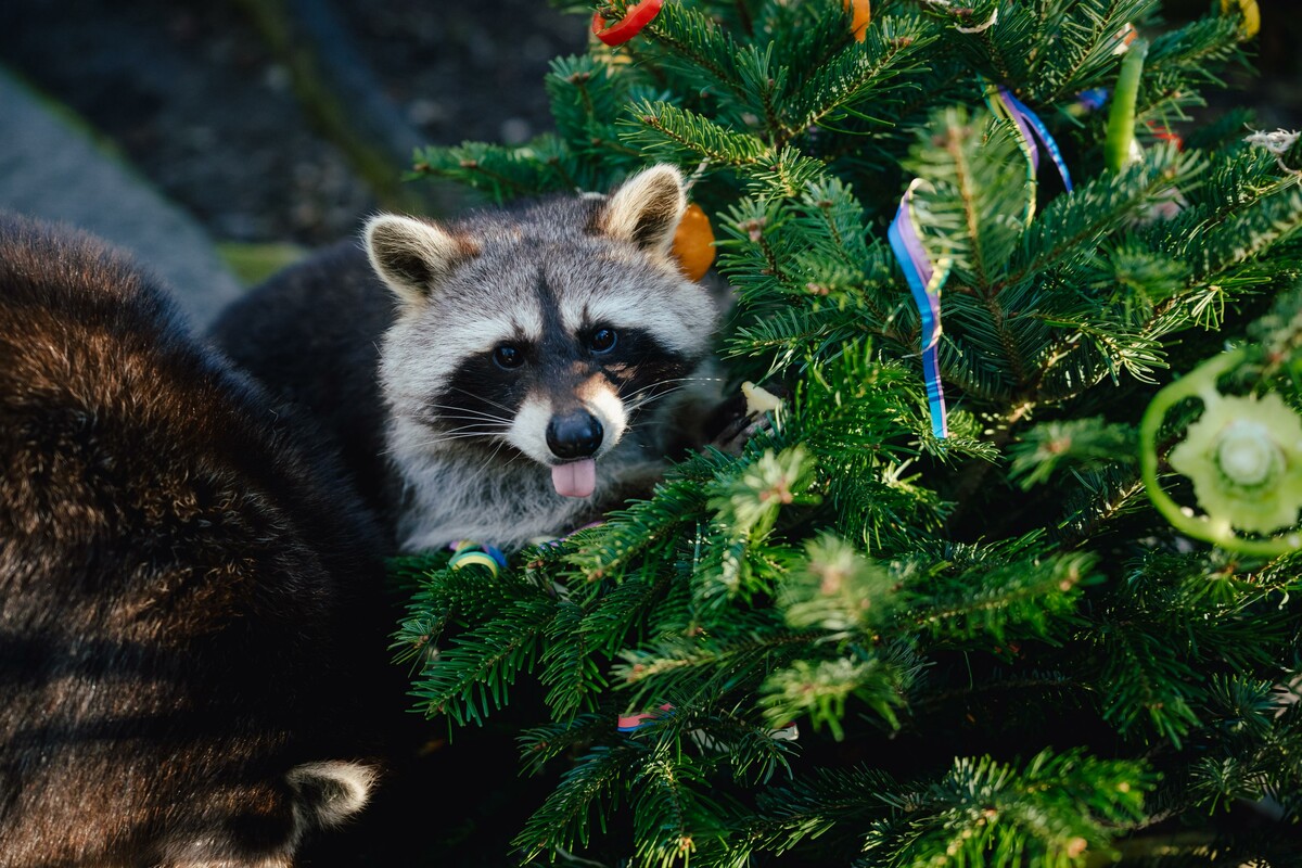 Der junge Waschbär freut sich über die Leckerlis am Christbaum.⇒Tierpark Hellabrunn