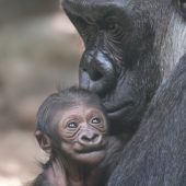 Gorilla-Nachwuchs vorgestellt