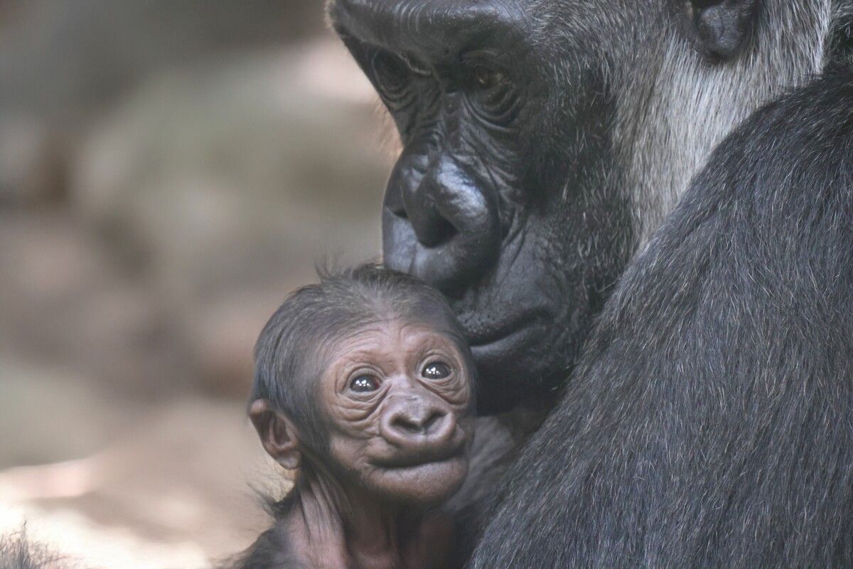 Der kleine Gorilla wird von seiner Mutter Changa liebevoll umsorgt.⇒zoo Münster/Arlt