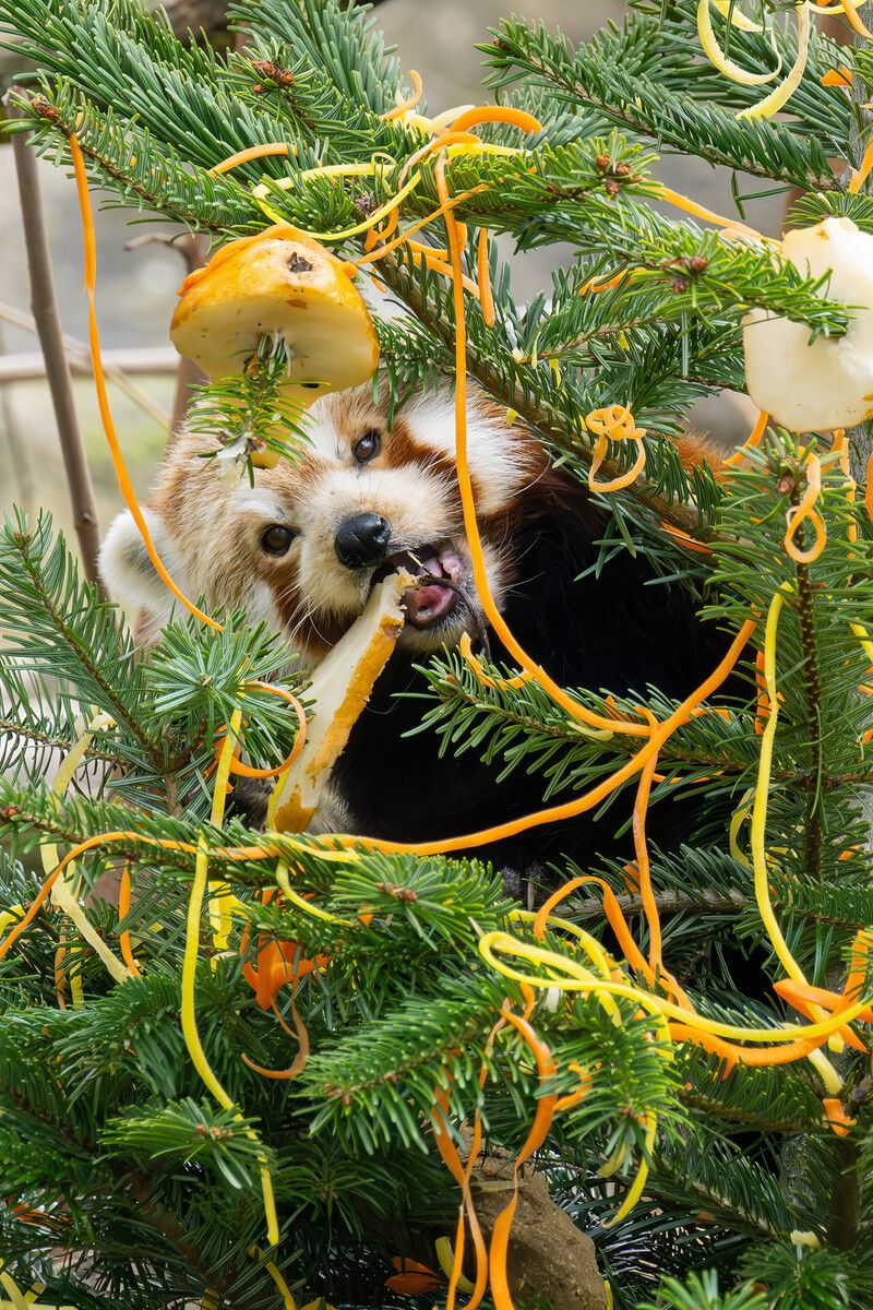 Die Roten Pandas genossen den leckeren Christbaumschmuck.⇒APA