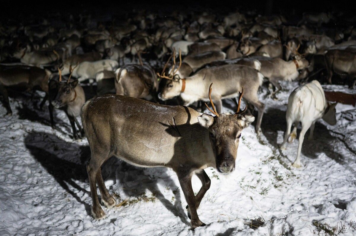 Die Zahl der wandernden Rentiere in der Tundra ist massiv zurückgegangen.⇒AFP