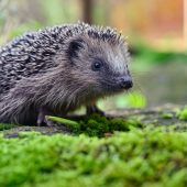 Tierische Gewinner und Verlierer