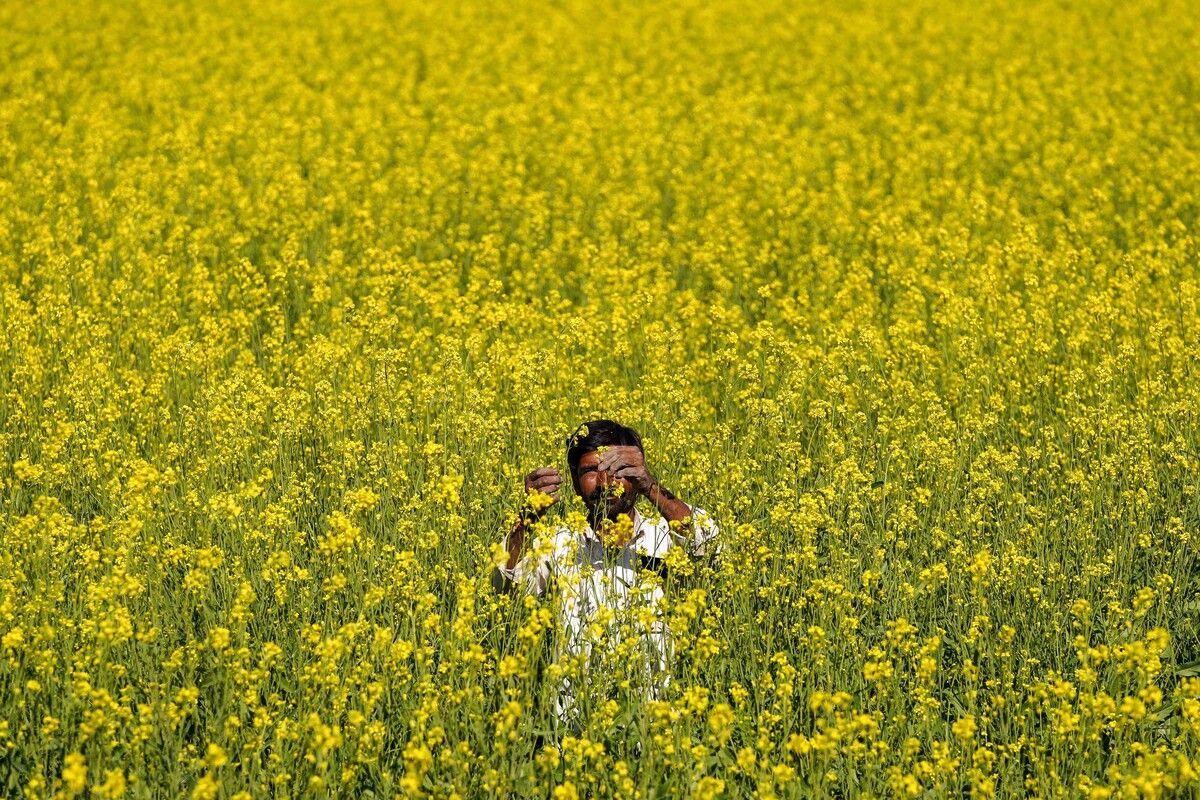 Ein Bauer kontrolliert Senfblüten auf einem Feld am Stadtrand von Ajmer. AFP