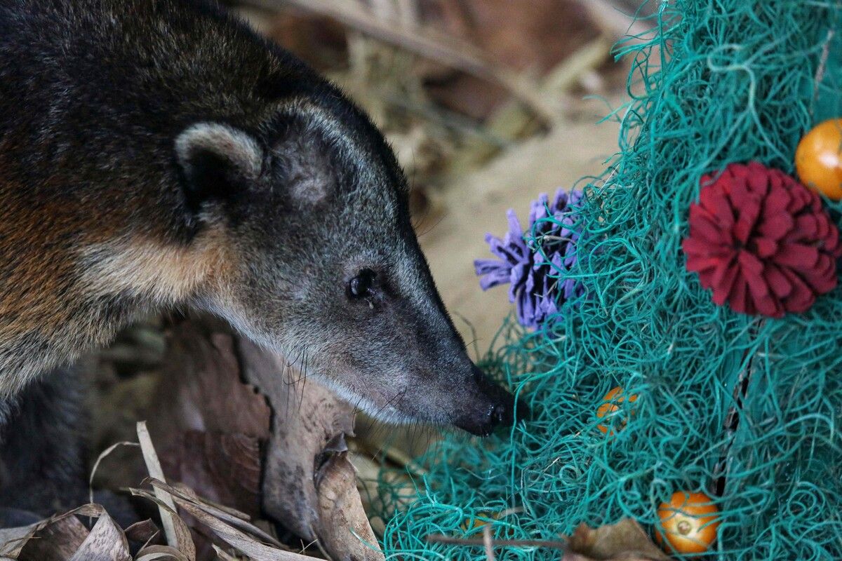 Ein kleiner Nasenbär im Cali Zoo genießt sein Futter in Weihnachtsbaumform. ⇒AFP