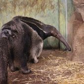 An Mama gekrallt