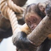 Neuzugang im Zoo Basel